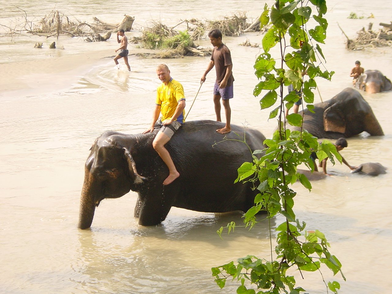  An image of elephants wading through the Rapti River in Chitwan National Park, with tourists riding on their backs. The elephants are partially submerged in the water, with only their backs and trunks visible.